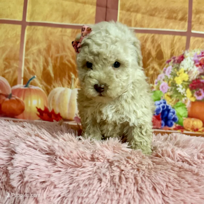 Chloe – Poodle - Toy  puppy for sale in Ripley, MS