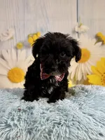Tony, a male Miniature Schnauzer for sale in Ripley, MS – 7 of 9