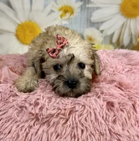 Nova, a female Miniature Schnauzer for sale in Ripley, MS – 7 of 10