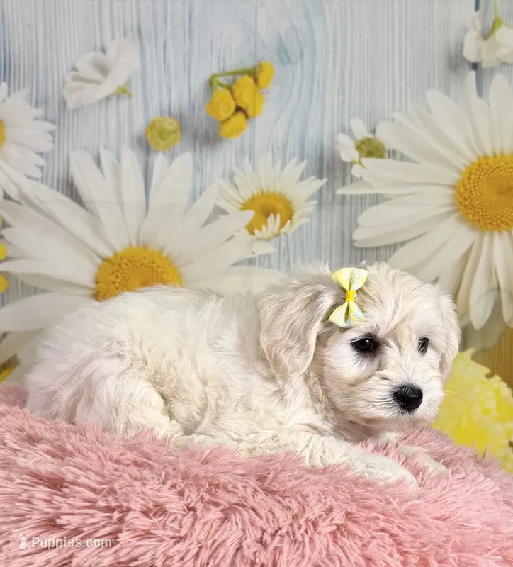 Shiloh  – Miniature Schnauzer puppy for sale in Ripley, MS