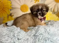 Kobe, a male Pekingese and Shih Tzu for sale in Ripley, MS – 2 of 10