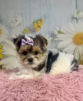 Jessie , a female Yorkshire Terrier for sale in Ripley, MS – 6 of 7