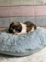 Frank, a male Shih Tzu for sale in Ripley, MS – 4 of 10