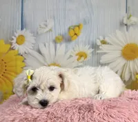 Shiloh , a female Miniature Schnauzer for sale in Ripley, MS – 2 of 10