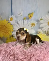 Sally, a female Beagle for sale in Ripley, MS – 5 of 8