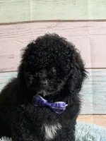 Pepper, a male Maltipoo for sale in Ripley, MS – 5 of 10