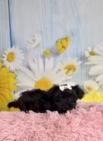 Minnie, a female Morkie for sale in Ripley, MS – 4 of 10