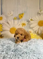 Leo, a male Miniature Goldendoodle for sale in Ripley, MS – 5 of 10