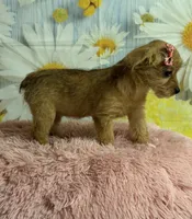 Jill, a female Yorkipoo for sale in Ripley, MS – 5 of 7