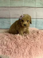 Lulu, a female Miniature Goldendoodle for sale in Ripley, MS – 3 of 3