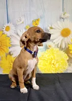 Lux, a male Chihuahua and Miniature Dachshund for sale in Ripley, MS – 4 of 5
