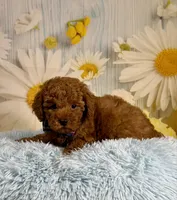 Rusty, a male Poodle - Miniature  for sale in Ripley, MS – 7 of 10