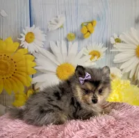 Sadie, a female Pomeranian for sale in Ripley, MS – 7 of 10
