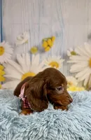 Ranger, a male Miniature Dachshund for sale in Ripley, MS – 4 of 7