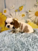 Cavapoo, a male Cavapoo for sale in Ripley, MS – 2 of 10