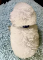 Romeo, a male Poodle - Toy  and Poodle - Miniature  for sale in Ripley, MS – 7 of 7