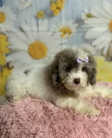 Lilly, a female Cavapoo for sale in Ripley, MS – 4 of 10