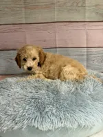 Rudy, a male Miniature Goldendoodle for sale in Ripley, MS – 3 of 4