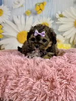 Izzy, a female Shihpoo for sale in Ripley, MS – 4 of 4