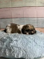Frank, a male Shih Tzu for sale in Ripley, MS – 8 of 10