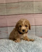 Arlo, a male Poodle - Toy  for sale in Ripley, MS – 6 of 7