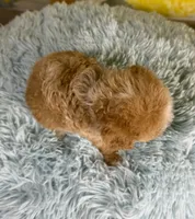 King, a male Poochon for sale in Ripley, MS – 4 of 6