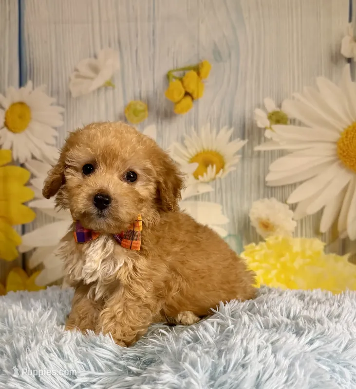 Jack  – Miniature Goldendoodle puppy for sale in Ripley, MS