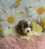 Lilly, a female Cavapoo for sale in Ripley, MS – 3 of 10