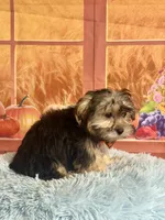 Tito, a male Morkie for sale in Ripley, MS – 5 of 8