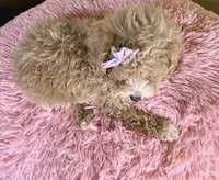 Peaches, a female Poodle - Toy  for sale in Ripley, MS – 10 of 10