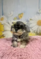 Bonnie, a female Miniature Schnauzer for sale in Ripley, MS – 7 of 10