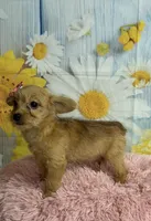 Jill, a female Yorkipoo for sale in Ripley, MS – 7 of 7
