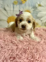 Sandy, a female Cocker Spaniel for sale in Ripley, MS – 7 of 8