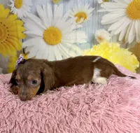 Mocha, a female Miniature Dachshund for sale in Ripley, MS – 2 of 8