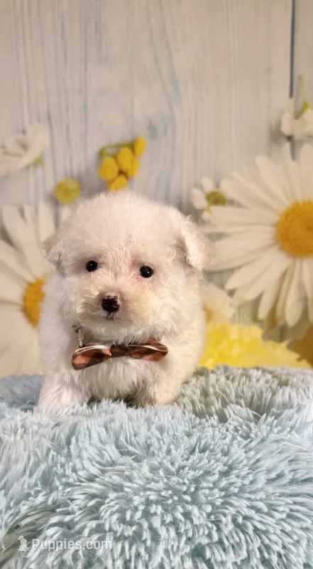 Archie  – Poodle - Toy , Poodle - Miniature  puppy for sale in Ripley, MS