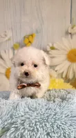 Archie , a male Poodle - Toy  and Poodle - Miniature  for sale in Ripley, MS – 1 of 10