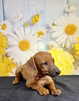 Gus, a male Chihuahua and Miniature Dachshund for sale in Ripley, MS – 7 of 7