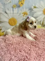 Sandy, a female Cocker Spaniel for sale in Ripley, MS – 8 of 8