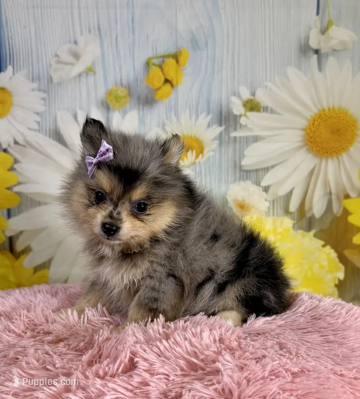 Sadie – Pomeranian puppy for sale in Ripley, MS