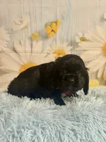 Coal, a male Cocker Spaniel for sale in Ripley, MS – 6 of 8