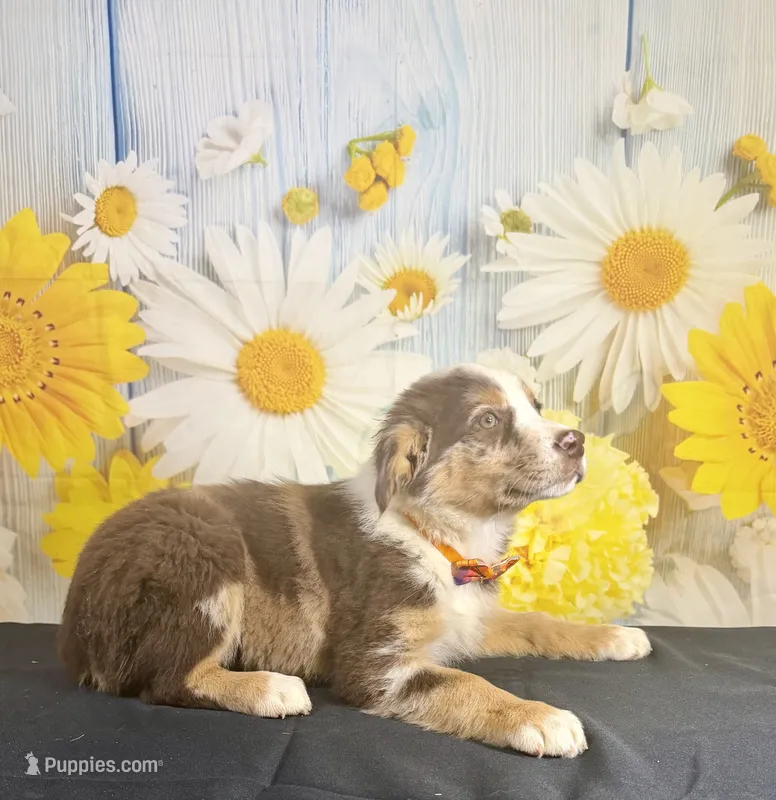 Shep – Australian Shepherd puppy for sale in Ripley, MS