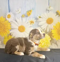 Shep, a male Australian Shepherd for sale in Ripley, MS – 1 of 3