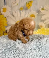 King, a male Poochon for sale in Ripley, MS – 3 of 6