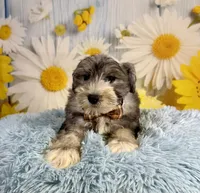 Terry, a male Miniature Schnauzer for sale in Ripley, MS – 4 of 9