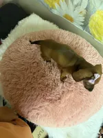 Peaches, a female Miniature Dachshund for sale in Ripley, MS – 6 of 10