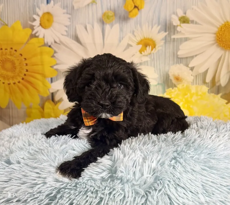 Tony – Miniature Schnauzer puppy for sale in Ripley, MS