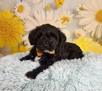 Tony, a male Miniature Schnauzer for sale in Ripley, MS – 1 of 8