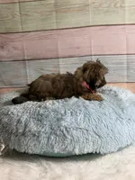Gizmo, a male Shih Tzu for sale in Ripley, MS – 2 of 9
