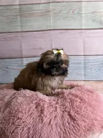 Brownie, a female Shih Tzu for sale in Ripley, MS – 2 of 6