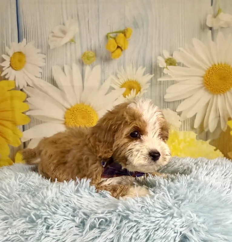 Otis – Miniature Goldendoodle puppy for sale in Ripley, MS